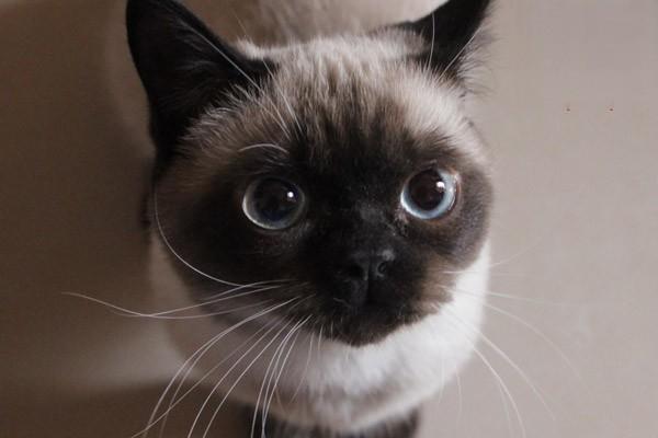 猫咪为什么怕水