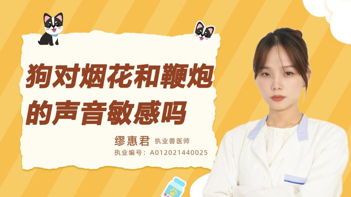 狗對煙花和鞭炮的聲音敏感嗎？