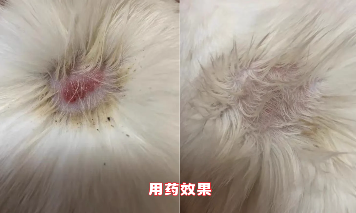 猫癣怎么治疗？