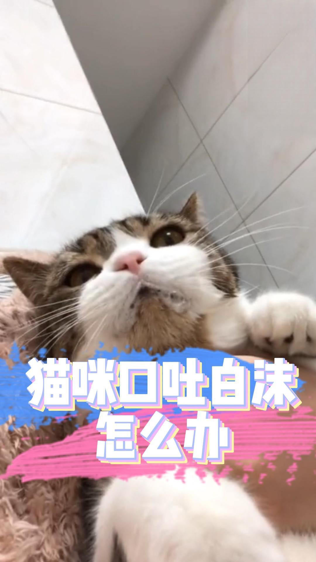 猫咪口吐白沫怎么办？