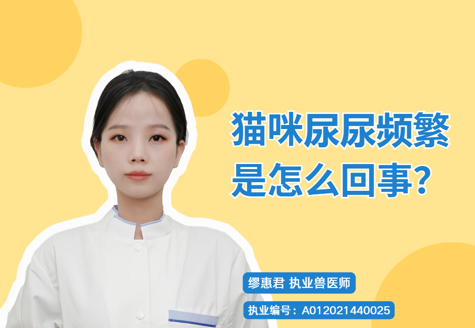 【寵醫科普】貓咪尿尿頻繁是怎麼回事？