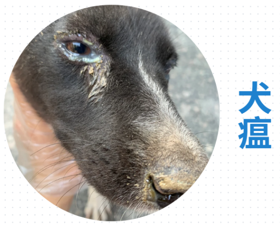 狗狗眼睛流脓怎么办？