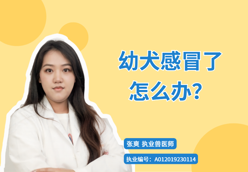 幼犬被冻感冒了怎么办？从用药到护理，全程干货