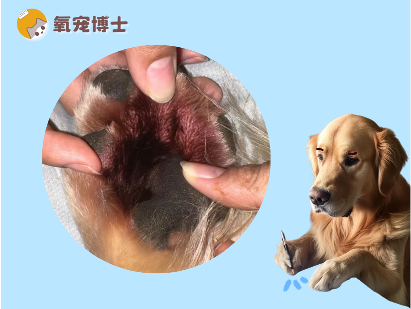 狗狗脚趾缝红肿用啥药？