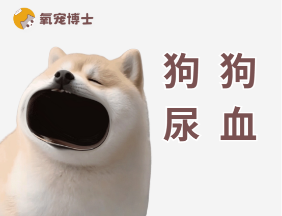 狗狗尿血是什么原因导致的？一文读懂背后真相