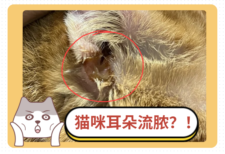 猫咪耳朵流出类似脓液的东西！这是怎么回事？！