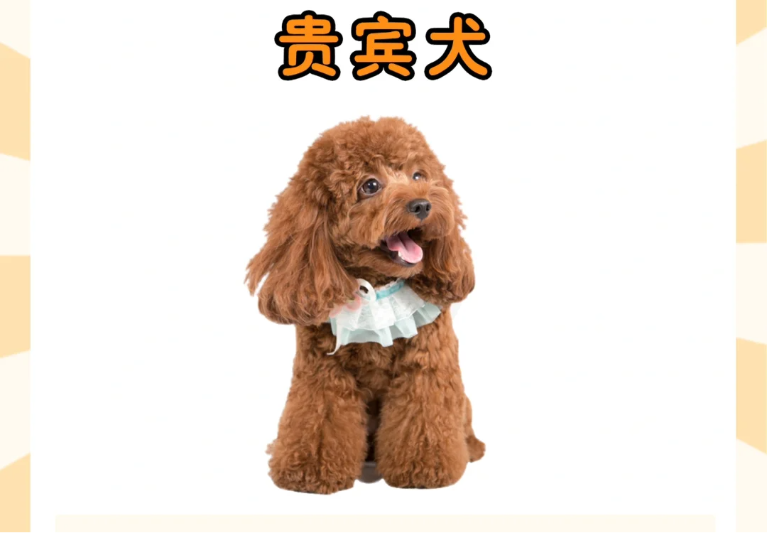 泰迪犬真的很好养吗？别被骗了