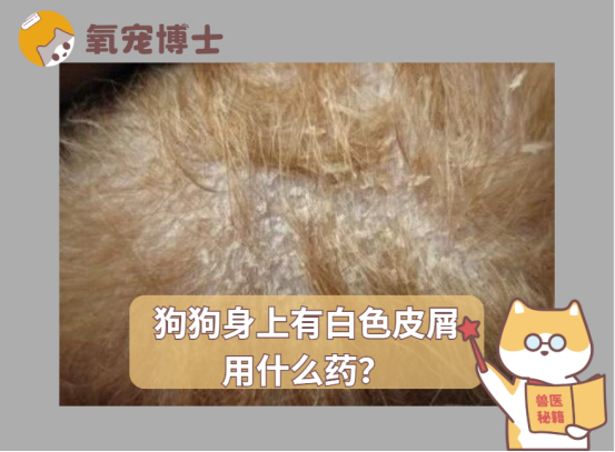 狗狗身上有白色皮屑用什么药？
