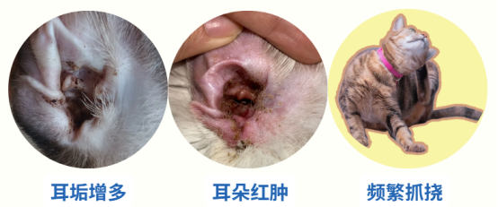 猫耳朵脏怎么清理