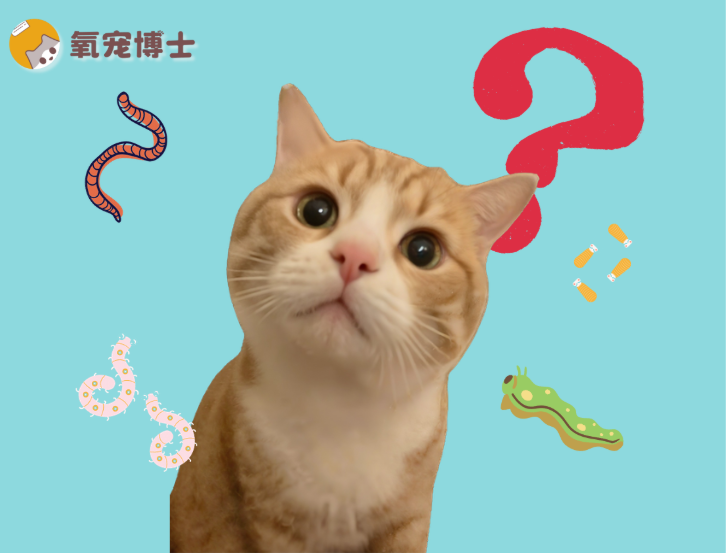 怎么知道猫咪身上有没有虫？
