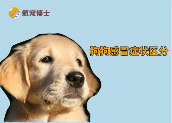 读懂狗狗感冒时的精神状态，做更称职的主人