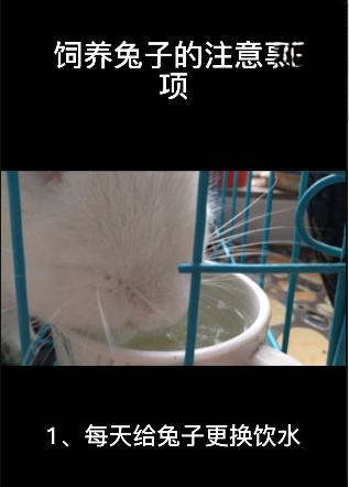 飼養兔子的注意事項