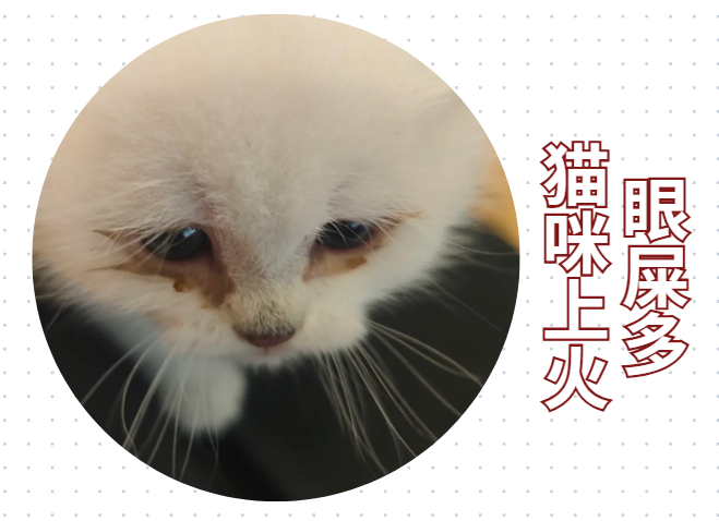 小猫咪眼睛分泌物多眼睛睁不开