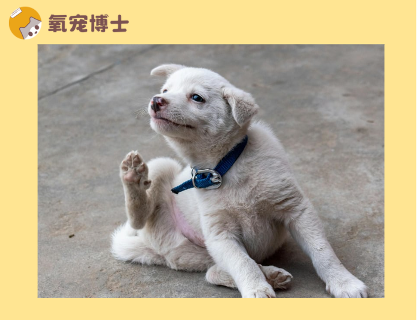 狗狗身上痒怎么办用什么药好