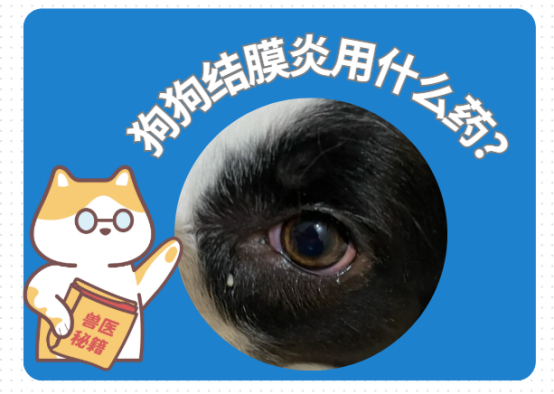 【寵醫科普】狗狗結膜炎用什麼藥最管用？