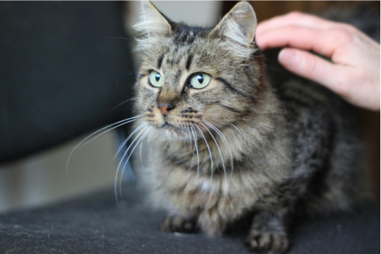 猫咪社会化训练