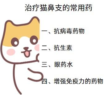 猫得了猫鼻支在家怎么治疗？