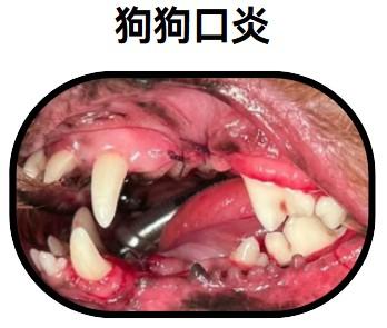 狗狗口炎怎么治疗简单又有效？