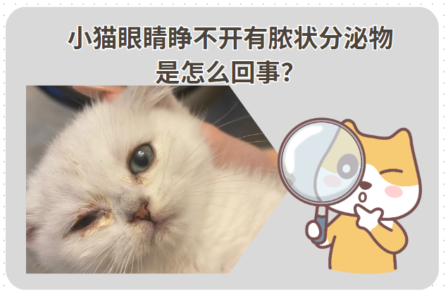 警惕！小猫眼睛睁不开有脓状分泌物是怎么回事？