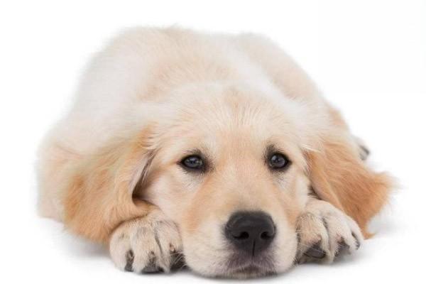 狗狗气管炎，小狗气管炎症状和治疗方法