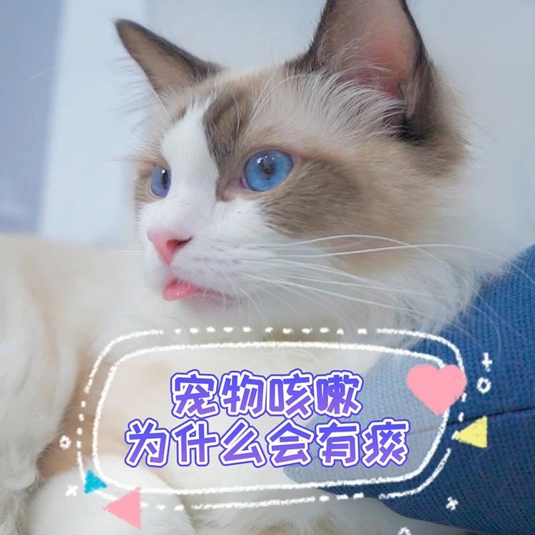 宠物猫狗咳嗽有痰怎么办