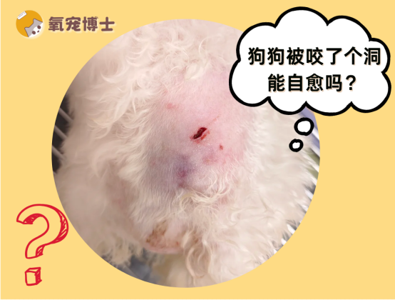 狗狗被咬了个洞能自愈吗？