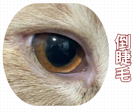 猫咪一只眼睛眼流泪怎么回事？
