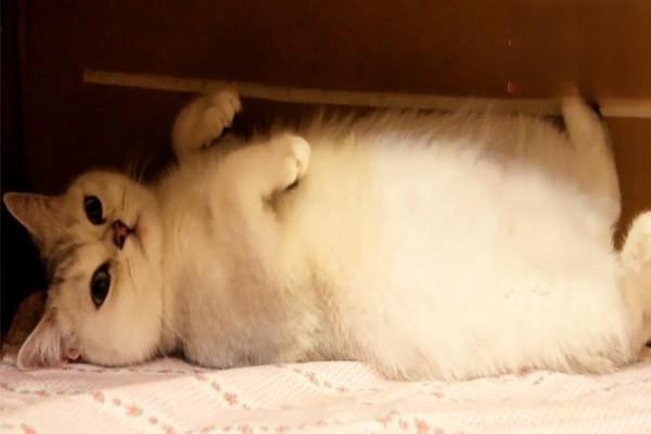 新手养猫注意：空调下面千万别放柜子！