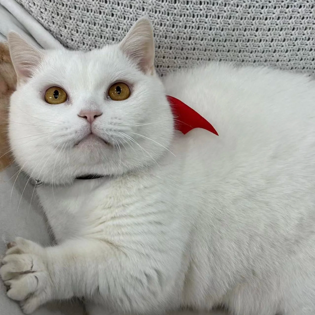 猫咪眼皮红肿