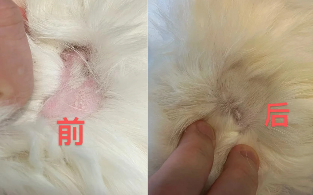 猫咪得了猫癣用什么药？