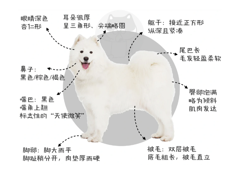 萨摩耶的优缺点