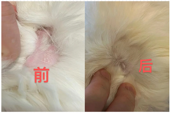 猫癣怎么治疗？