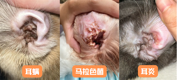 猫耳螨和耳炎怎么区分