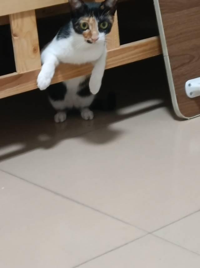 猫猫日常的生活