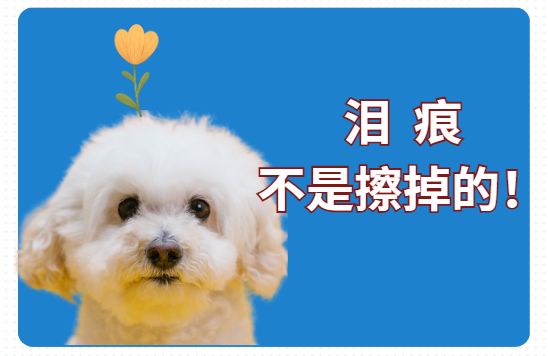 泪痕不是擦掉的！这才是比熊去泪痕的最强方法