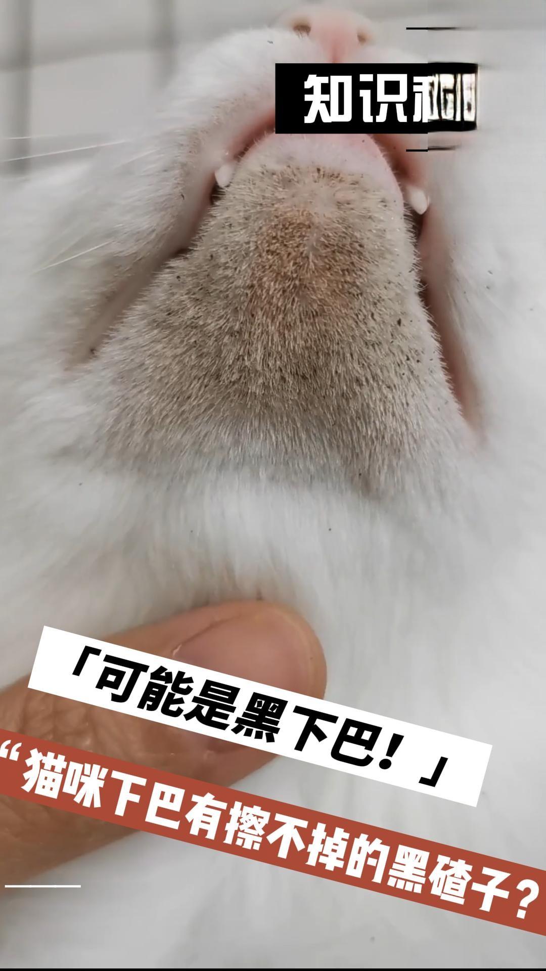 如何預防喵咪得黑下巴