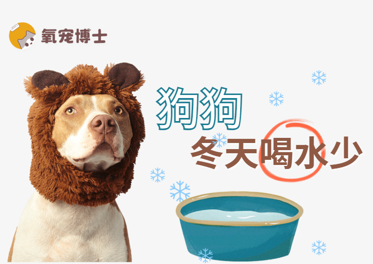 狗狗冬天不爱喝水怎么办？