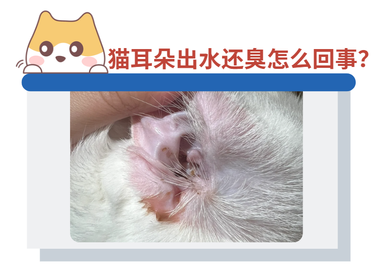 猫耳朵出水还臭是怎么回事？