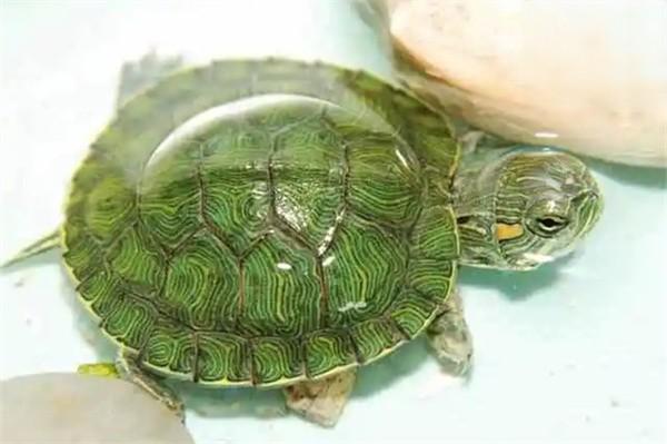 家庭饲养巴西龟的注意事项