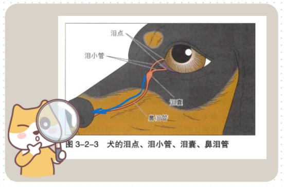 狗狗流眼泪