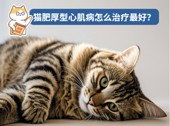 猫肥厚型心肌病怎么治疗最好？方案大公开！