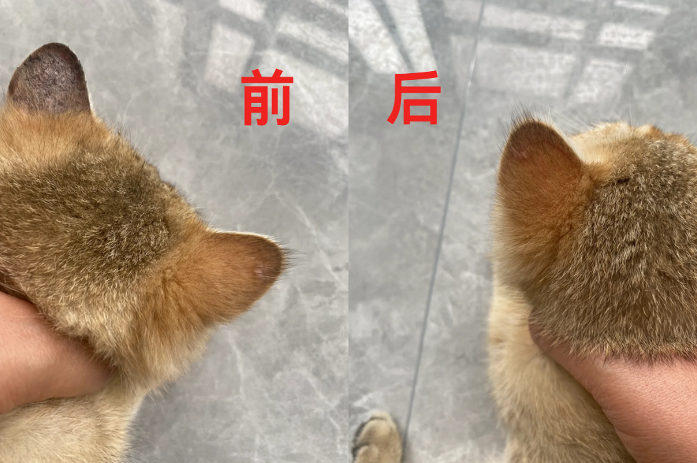 猫咪耳朵长癣用什么药？