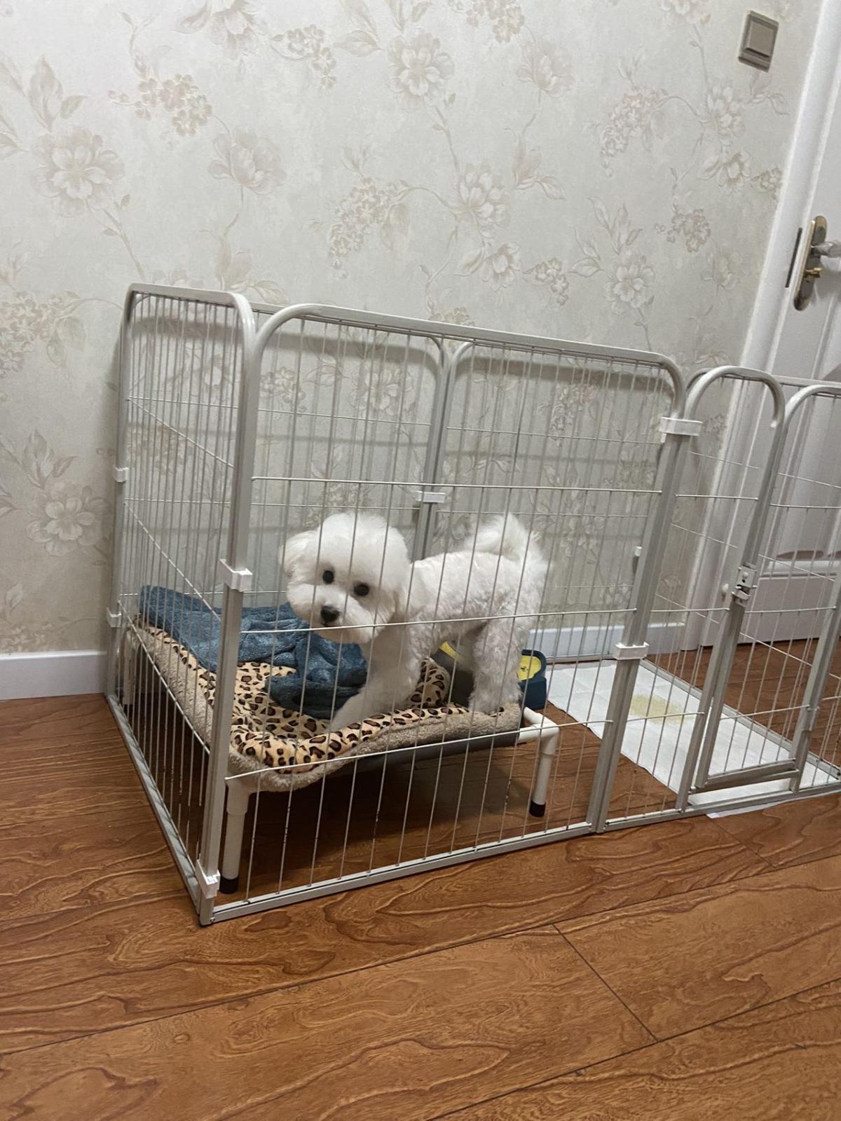 团宝狗狗