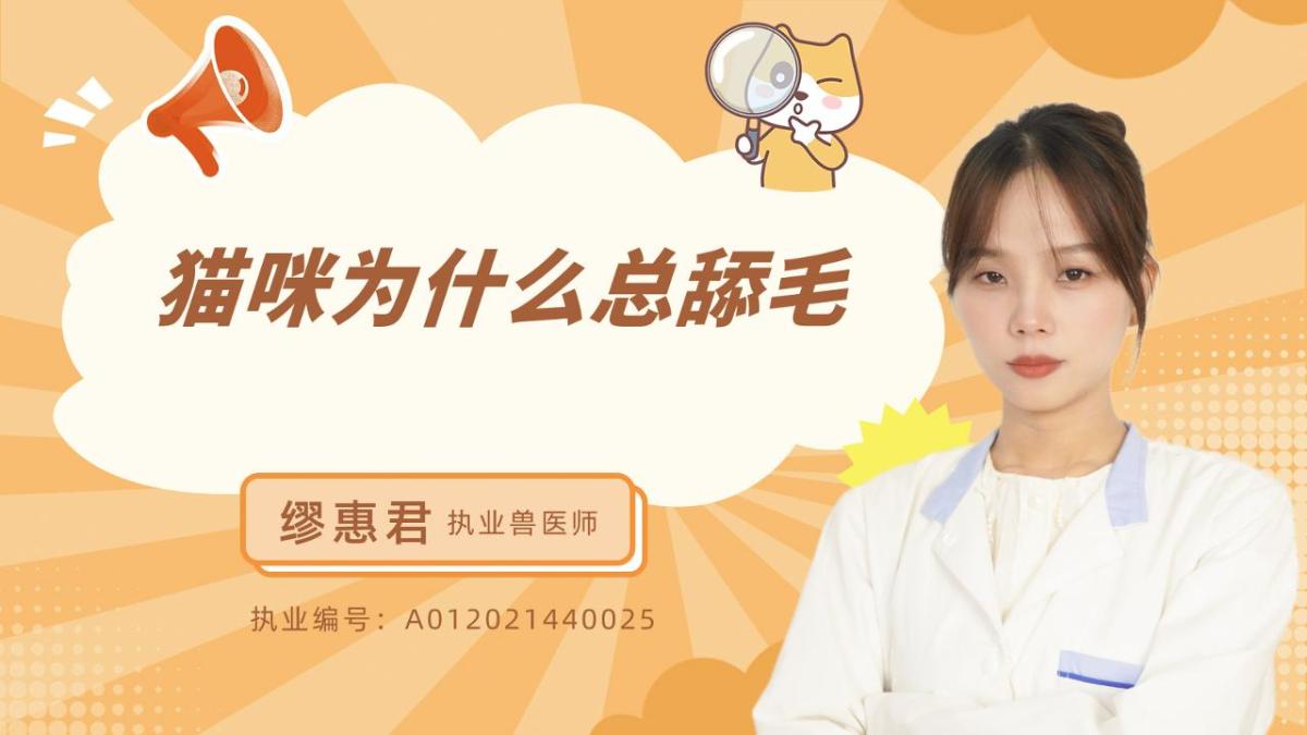 猫咪为什么总舔毛？