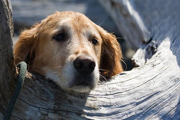 犬細小白細胞增加和減少怎麼區分