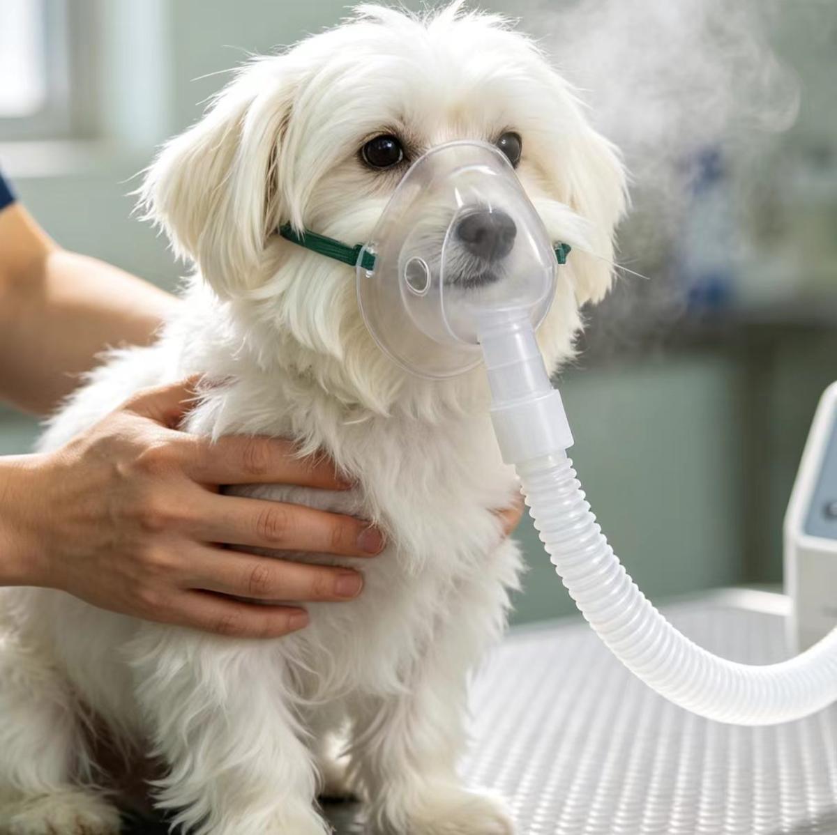 犬猫吸入性肺炎是什么？犬猫呛咳呼吸困难的症状与急救