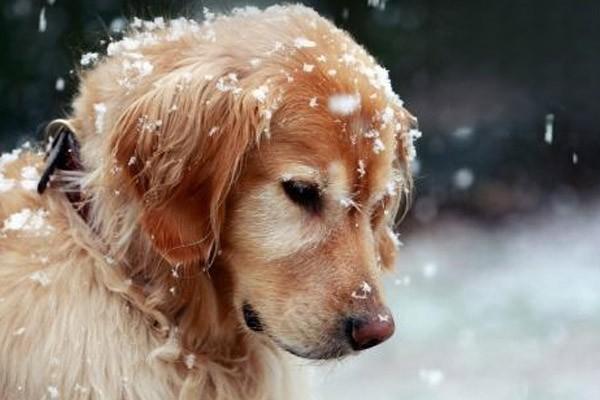犬传染性气管支气管炎的症状和防治