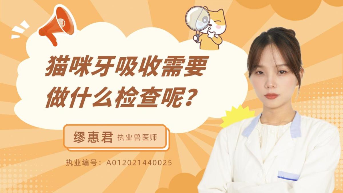 猫咪牙吸收需要做什么检查呢？