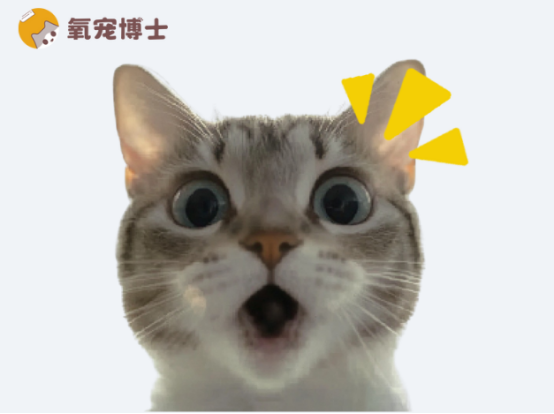 猫咪耳螨怎么治？
