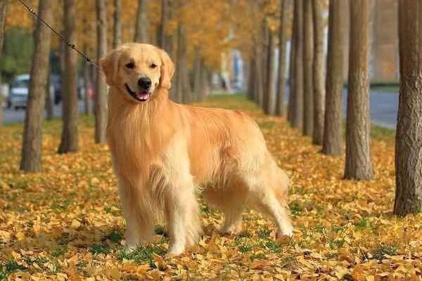 不同年齡段犬貓的采食量